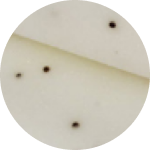 100% Cotton Shell 300 Thread Count